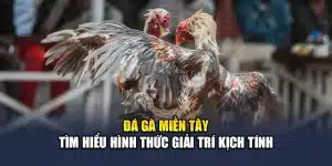 Đá Gà Miền Tây - Tìm Hiểu Hình Thức Giải Trí Kịch Tính