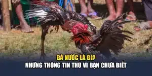 Gà Nước Là Gì? Những Thông Tin Thú Vị Bạn Chưa Biết