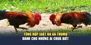 Tổng Hợp Luật Đá Gà Thomo Dành Cho Những Ai Chưa Biết